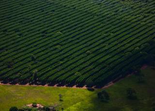 Suzano está com sete processos seletivos abertos para atender suas operações em Mato Grosso do Sul