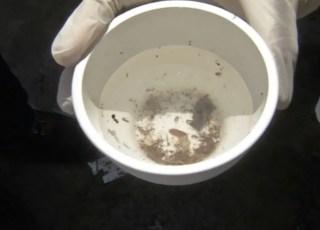 Ribas do Rio Pardo está entre os seis municípios com alto risco de infestação de Aedes aegypti em MS