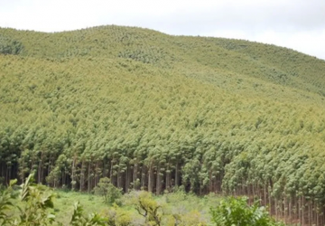 Setor florestal prevê investir R$ 61,9 bilhões até 2028, diz Ibá