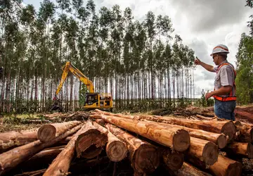Suzano está com quatro vagas abertas para atender suas operações florestais e administrativas em Ribas do Rio Pardo (MS)
