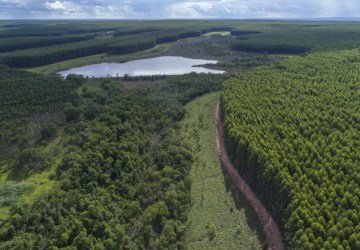 Arauco abre 105 vagas de emprego para operação florestal com opções para Água Clara