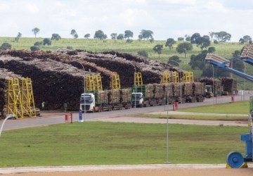 Mato Grosso do Sul pode ter 6ª megafábrica de celulose e fortalecer setor industrial