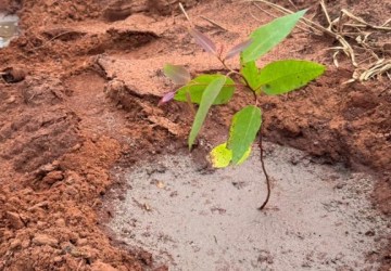 Suzano adota solução sustentável para reduzir efeitos das mudanças climáticas nas florestas plantadas de eucalipto