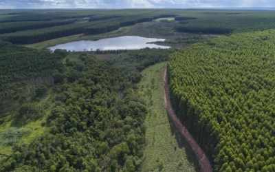 Arauco abre 105 vagas de emprego para operação florestal com opções para Água Clara