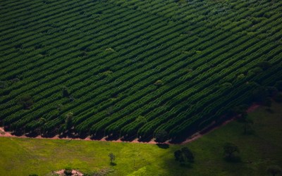 Suzano abre quatro processos seletivos para as unidades de Mato Grosso do Sul