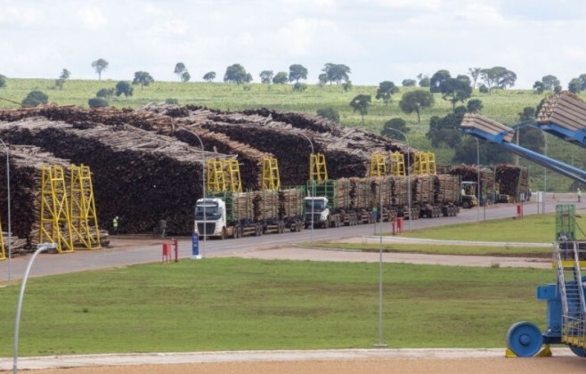 Mato Grosso do Sul pode ter 6ª megafábrica de celulose e fortalecer setor industrial