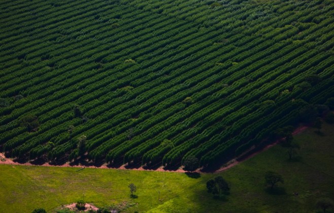 Suzano abre quatro processos seletivos para as unidades de Mato Grosso do Sul